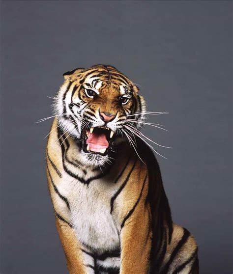 Bengal tiger | Getty Images Gallery