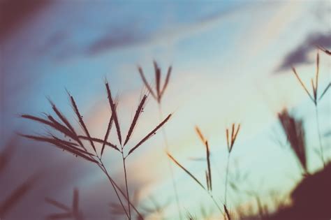 Free Photo | Close up of grass with sunset in the background