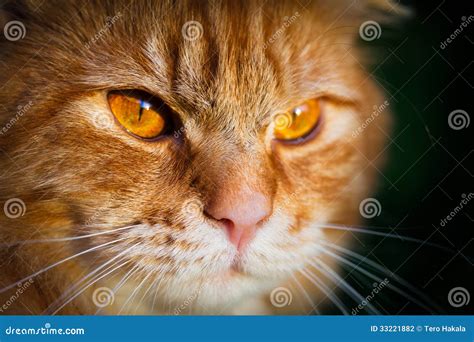 Close-up of a Face of an Orange Tabby Cat Stock Photo - Image of golden ...