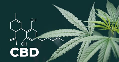 What are the Side Effects of CBD Oil?