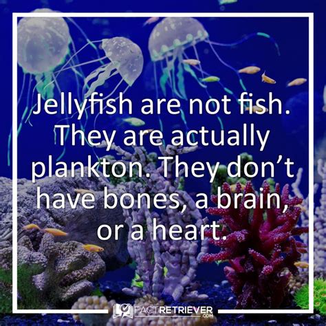 65 Interesting Facts about Jellyfish | FactRetriever.com | Jellyfish ...