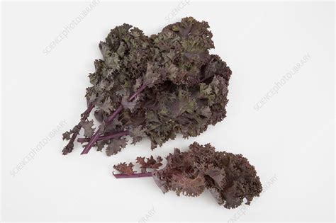 Kale leaves - Stock Image - C051/6143 - Science Photo Library