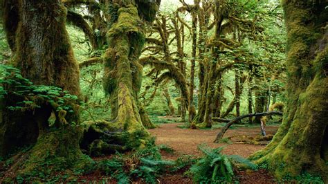 Hall of Mosses, Olympic National Park, Washingto - 1920x1080 - 1259785