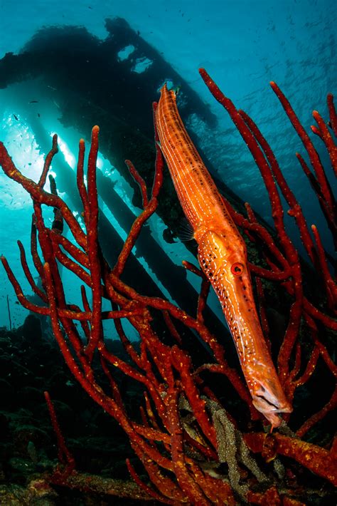 Trumpetfish | A trumpetfish (Aulostomus maculatus) hiding am… | Flickr