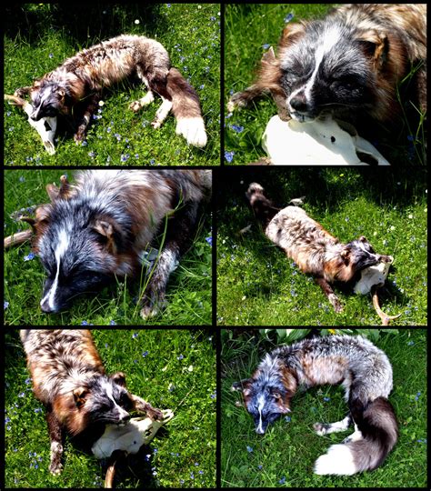 Rogue Calico Fox - Sophie by Braveheart-Taxidermy on DeviantArt