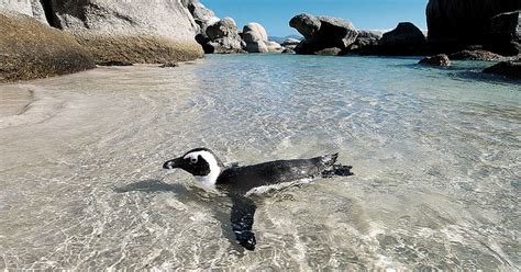 Boulders Beach Penguins in Cape Town: 6 Things to Know Before You Go - Enriching Pursuits