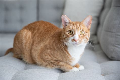 Meet the Adorable Orange and Gray Tabby: Get Ready to Fall in Love (with Pictures ...