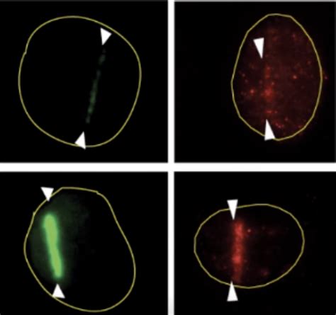 JoVE Methods Collection | DNA Damage and Repair Assays in Mammalian Cells