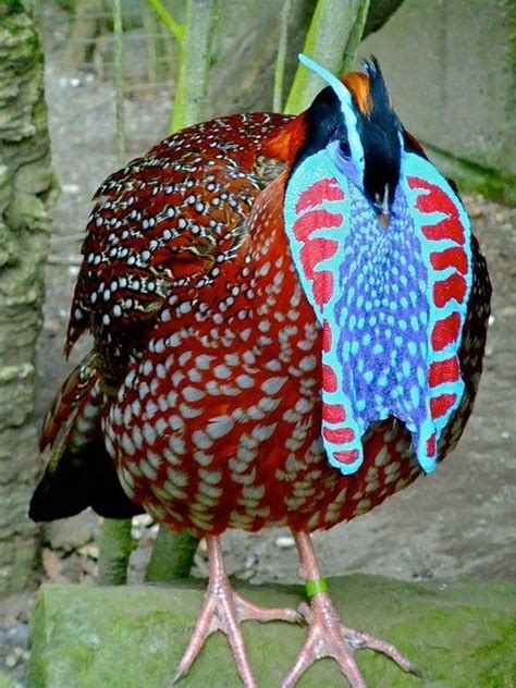 Tragopan es un género de aves galliformes de la familia Phasianidae incluye a cinco especies de ...