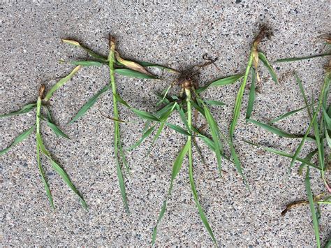 Quackgrass ID? - Ask Extension