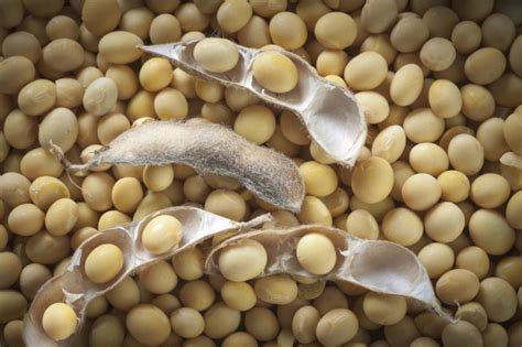 New oilseed processing plant planned for South Dakota | Food Business News