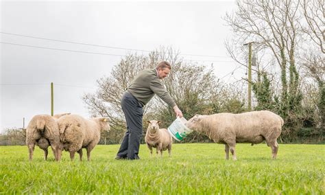 Sheep focus: Over two decades of Charollais breeding in the heart of ...