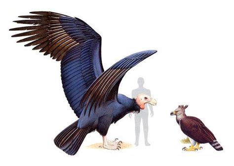 Argentavis - o maior pássaro na história | Steve Walton's