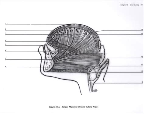 Lateral View of the Intrinsic Tongue Muscles Diagram Diagram | Quizlet