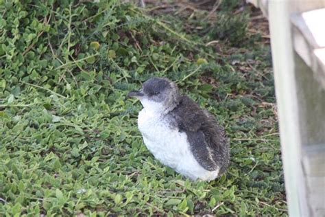 Fairy Penguins Phillip Island Victoria | tripAtrek Travel