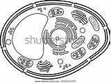 Coloring Page Plant Cell Structure Stock Vector Royalty Free 1105352747 sketch template