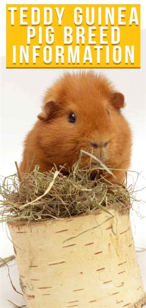 Teddy Guinea Pig Breed Information - A Guide To Teddy Bear Guinea Pigs