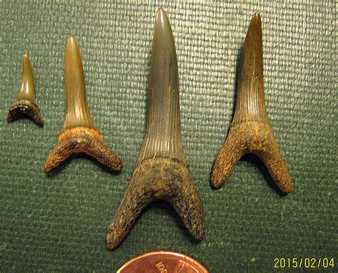 Goblin shark teeth from New Jersey - Members Gallery - The Fossil Forum