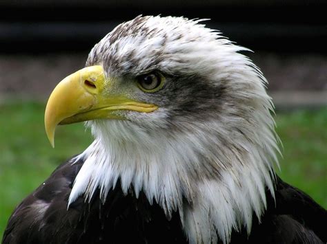 Bald Eagle Wallpapers - Pets Cute and Docile