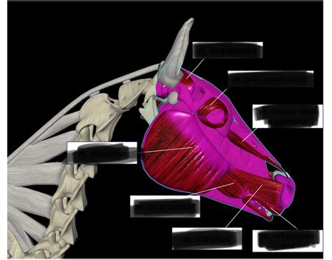 Horse head muscles Quiz