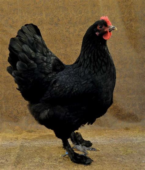 Heritage Breeds Can Be the Best Egg Laying Chickens | Laying chickens ...