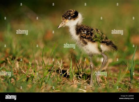 Lapwing chick white background hi-res stock photography and images - Alamy