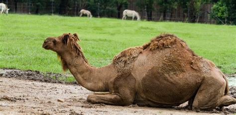 Dromedary camel stock photo. Image of grass, egypt, camel - 27944904