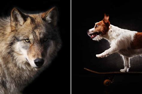 The Top 7 Differences Between Dogs and Wolves - Pet Friendly House