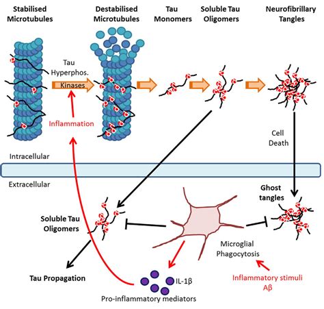 Progression of tau pathology: Under physiological conditions tau... | Download Scientific Diagram