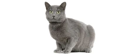 Chartreux Cat Breed Profile | Petfinder