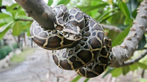 Burmese Python Facts and Pictures | Reptile Fact