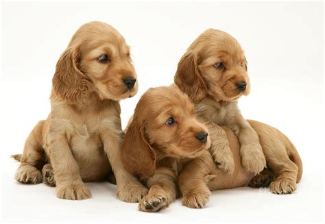 Three Golden Cocker Spaniel Puppies Photograph by Jane Burton | Pixels