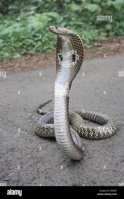 SPECTACLED COBRA. Naja naja. Venomous, common Stock Photo - Alamy