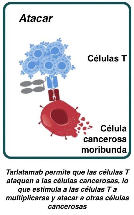 Acerca de Tarlatamab | Tarlatamab Clinical Trials