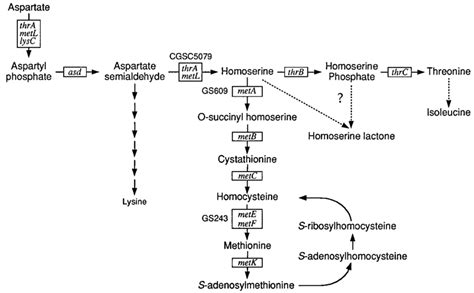 Threonine-methionine biosynthetic pathways in E. coli (modified from... | Download Scientific ...