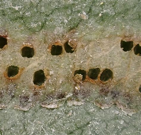 "Leafhopper eggs inserted in the leaf, with exit holes fro… | Flickr