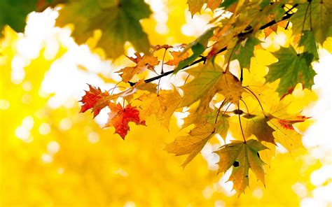 Maple Tree Autumn Wallpapers - Wallpaper Cave