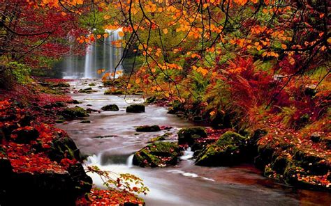 Blätter Herbst Bäume Naturlandschaft Blatt Desktop-Hintergrundbilder HD ...