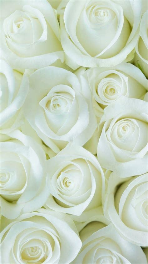 White Flower HD Wallpapers - Wallpaper Cave
