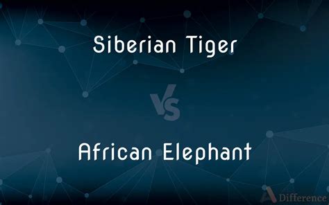 Siberian Tiger vs. African Elephant — What’s the Difference?