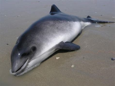 Harbor Porpoise – "OCEAN TREASURES" Memorial Library