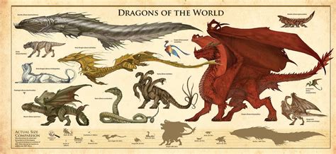 The Dracopedia Project: Dracopedia: Dragons of the World Poster