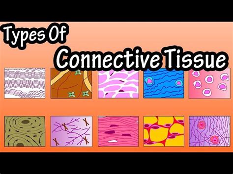 Types Of Connective Tissue Cells