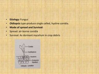 Diseases of Chilli | PPT