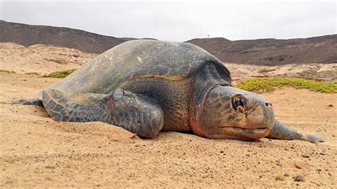 First report of olive ridley sea turtle nesting on Boa Vista! | Turtle Foundation