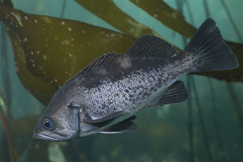 Black Rockfish - San Francisco Bay Fishing Info