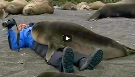 Cameraman Has A Wonderful Experience With A Seal - Snow Addiction ...