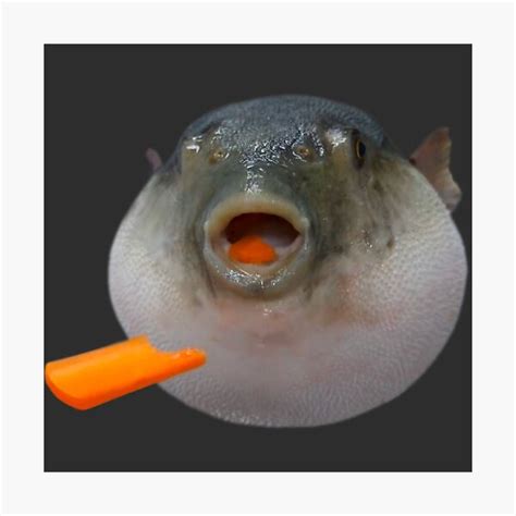 "Pufferfish Eating a Carrot Meme " Photographic Print by Goath | Redbubble