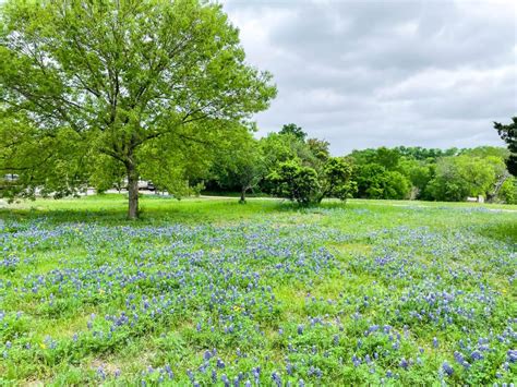 Texas Bluebonnets | Best Places to See Them in 2024