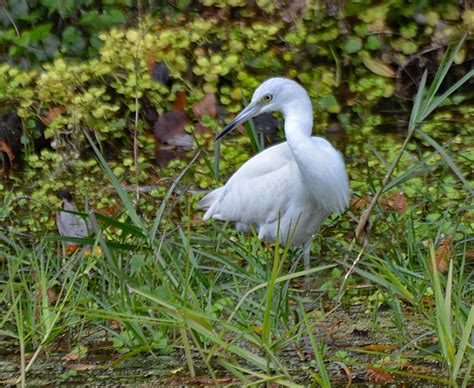 Little-Blue-Heron – Florida Springs Institute